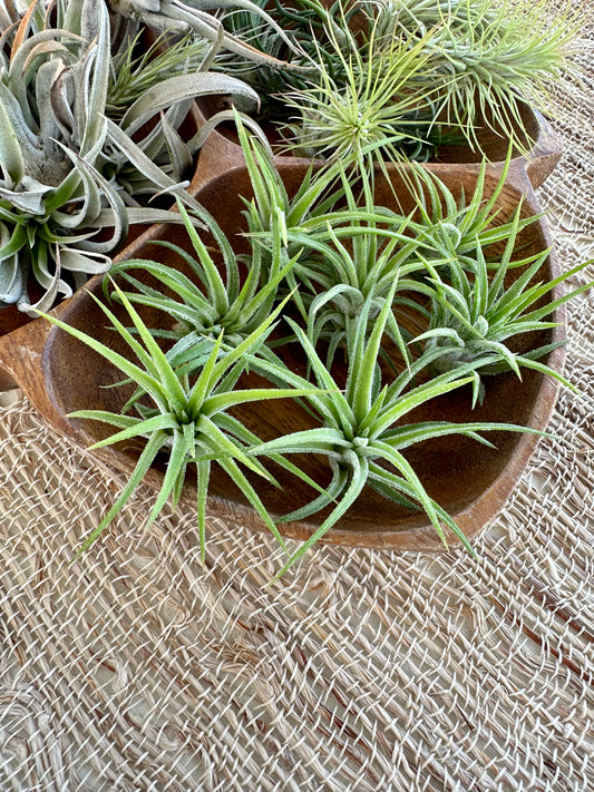 Tillandsia • Ionantha