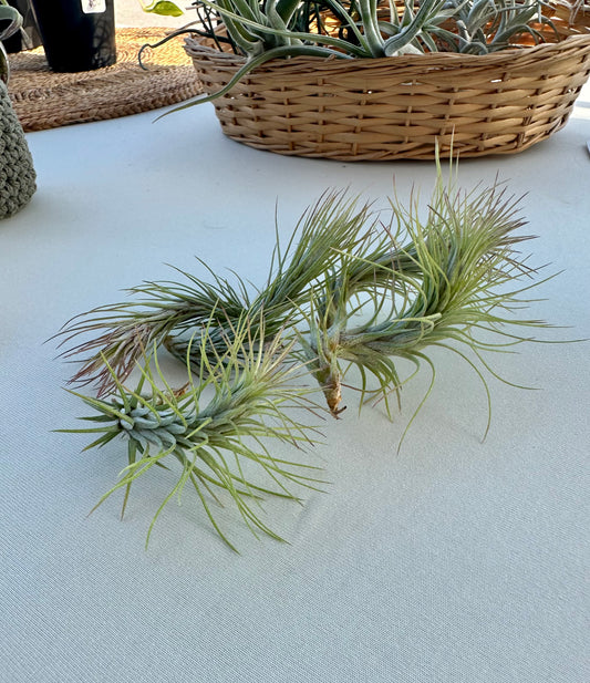 Tillandsia • Funckiana