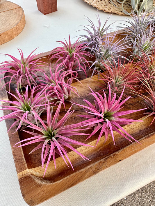 Tillandsia • Ionantha Rubra • Enhanced