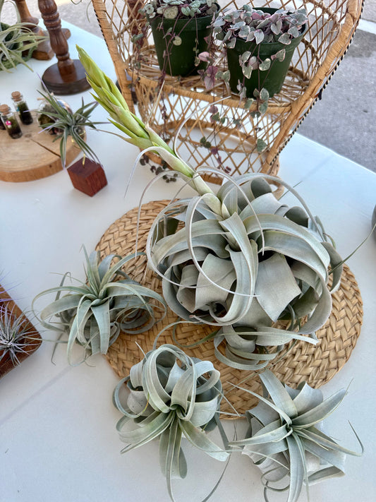 Tillandsia • Xerographica