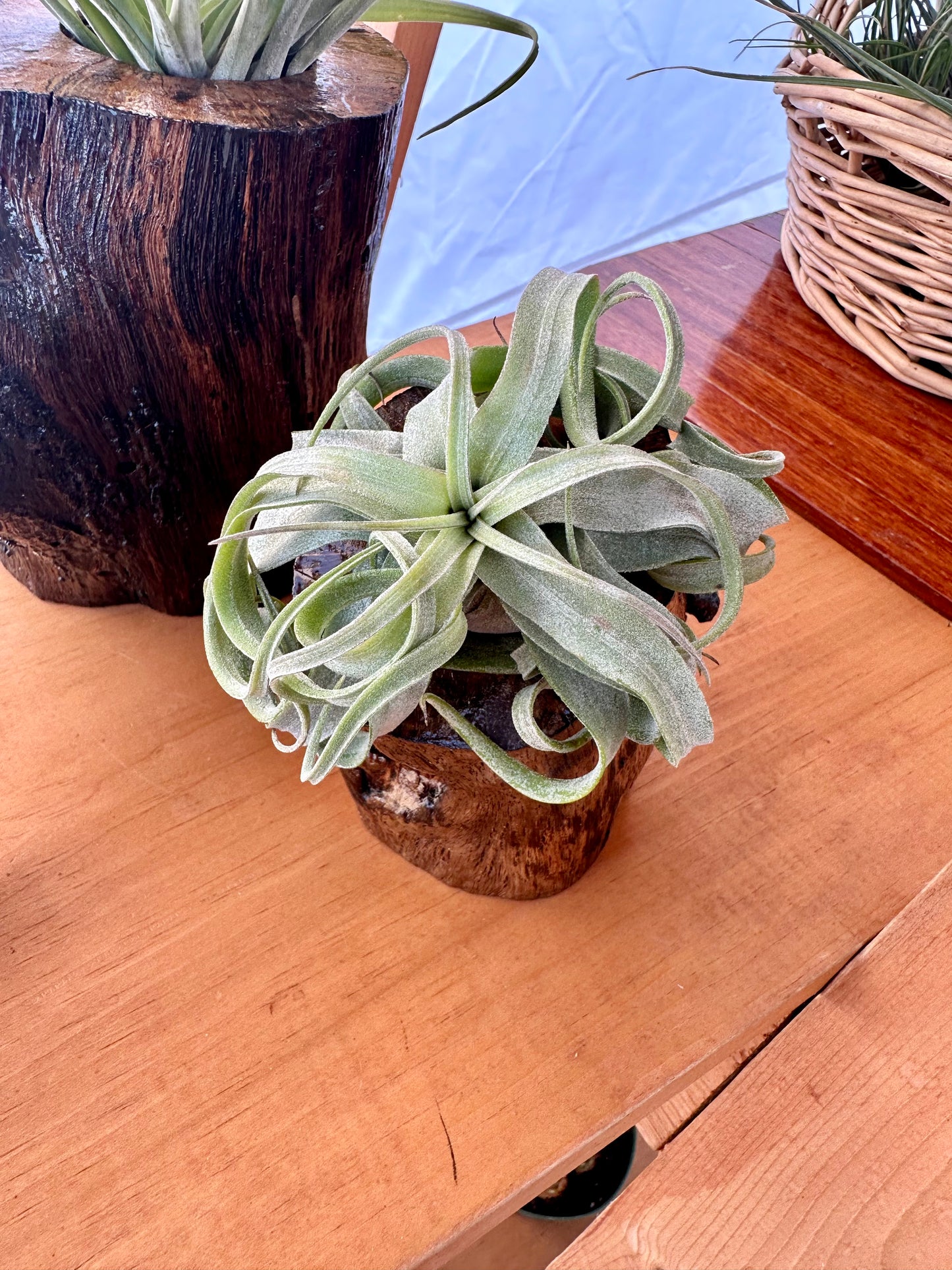 Tillandsia • Streptophylla