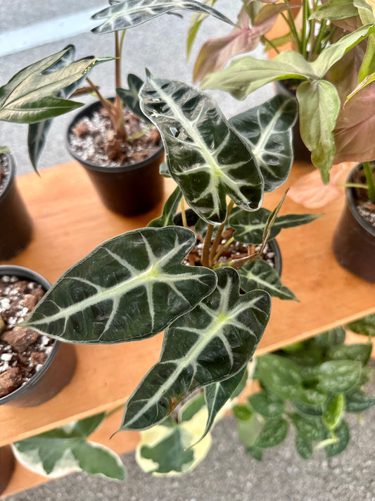 Alocasia Bambino