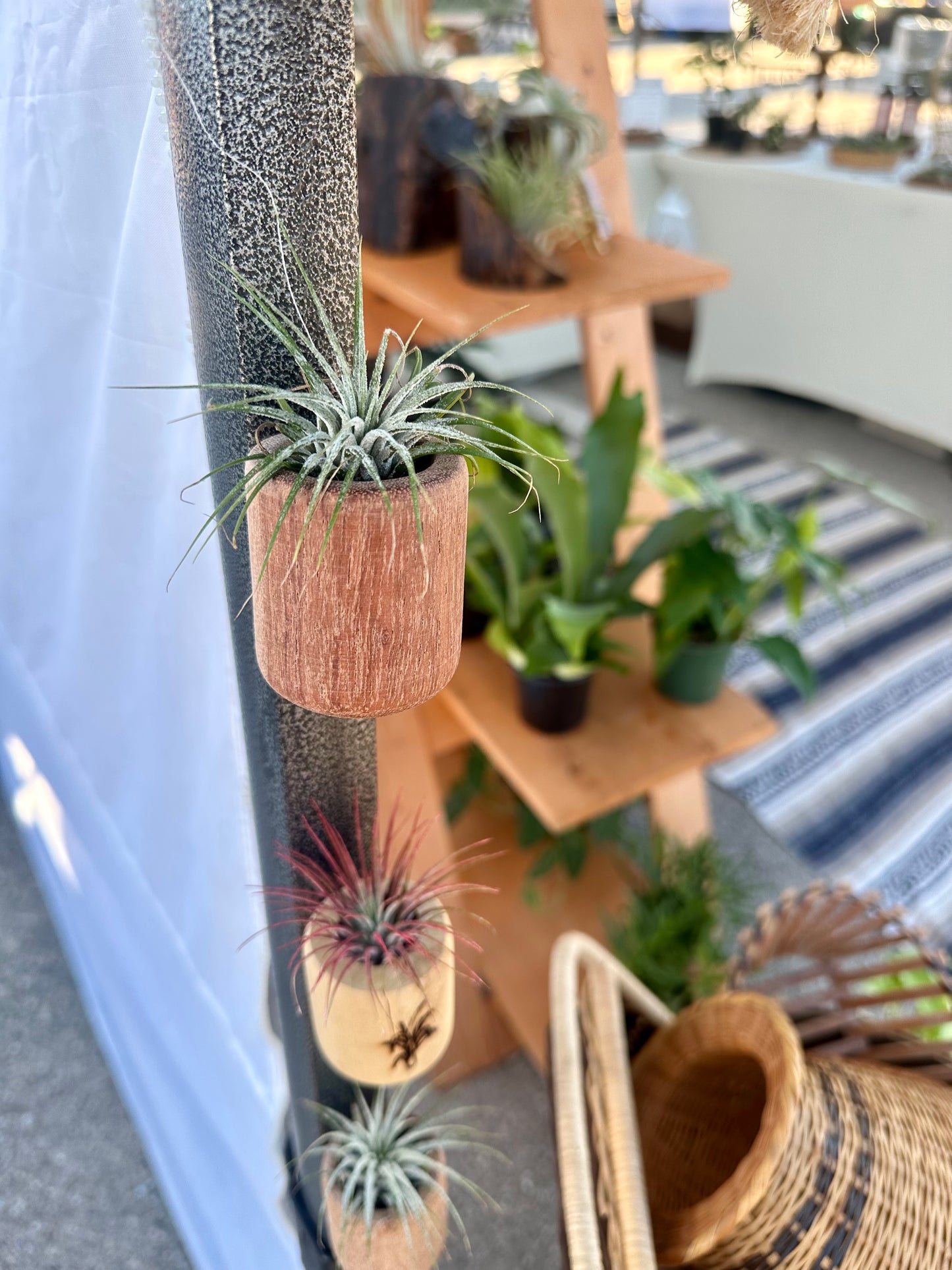 Magnetic Air Plant Holder