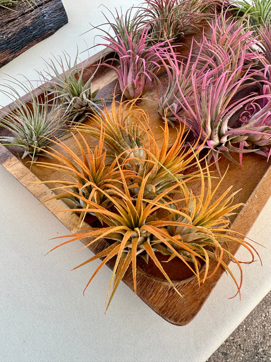 Tillandsia • Ionantha • Enhanced