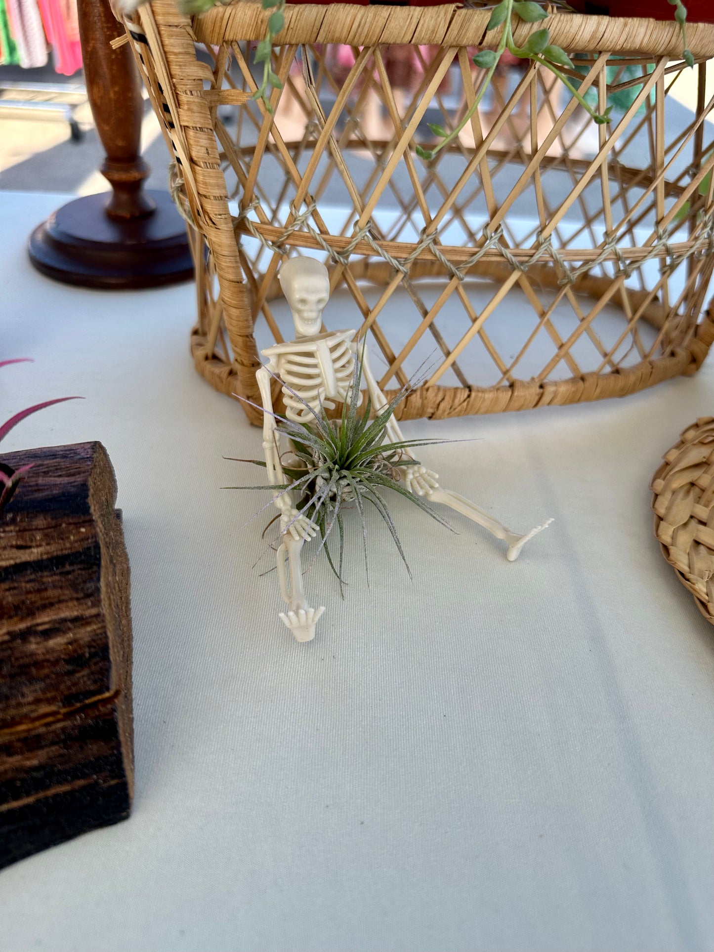 Skeleton Air Plant Holder