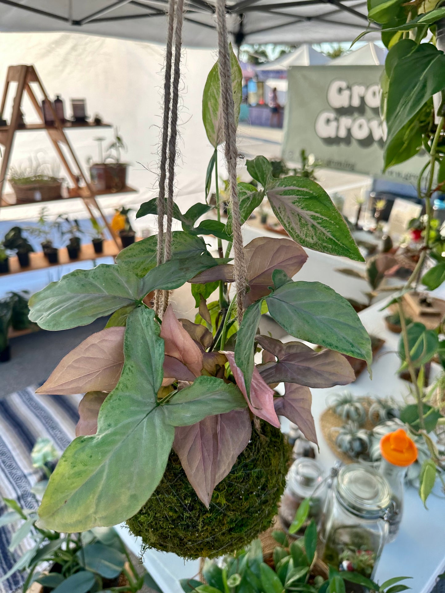 Pink Perfection Kokedama