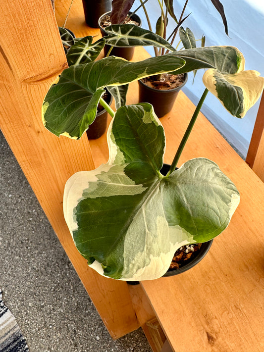 Alocasia Mickey Mouse