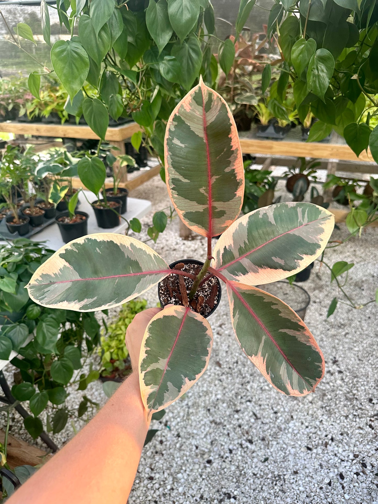 Ficus Ruby