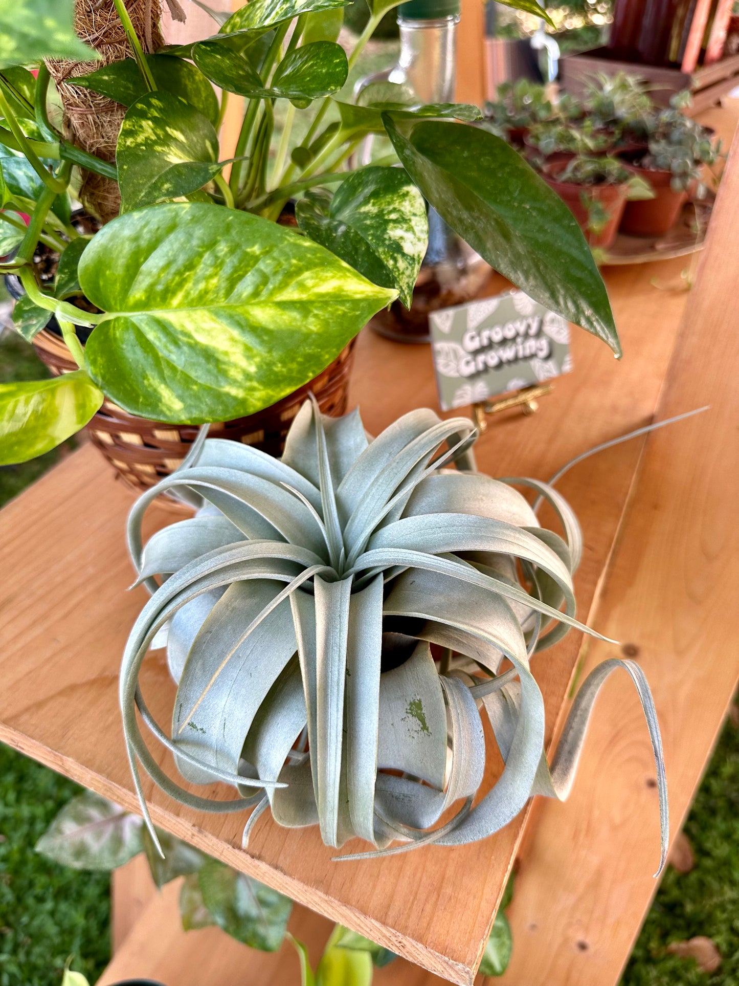 Tillandsia • Xerographica