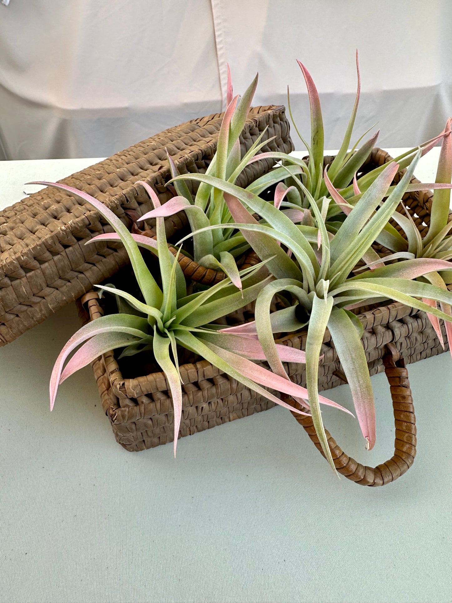 Tillandsia • Capitata • Enhanced