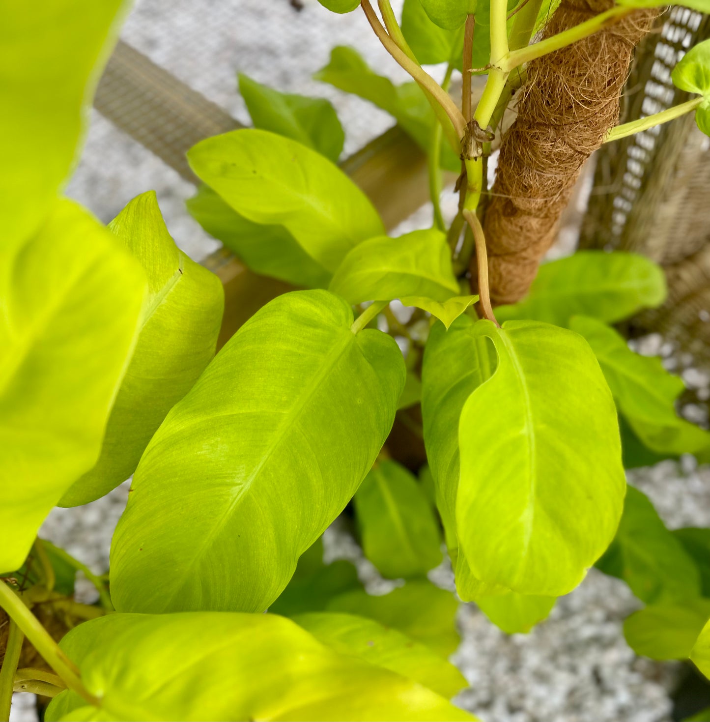 Philodendron Lemon Lime