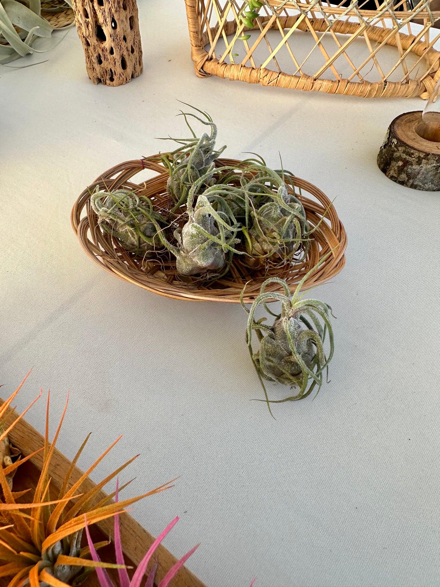 Tillandsia • Pruinosa