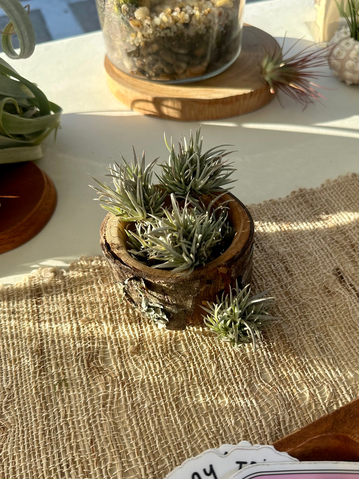 Tillandsia • Capitata Mauve Ball