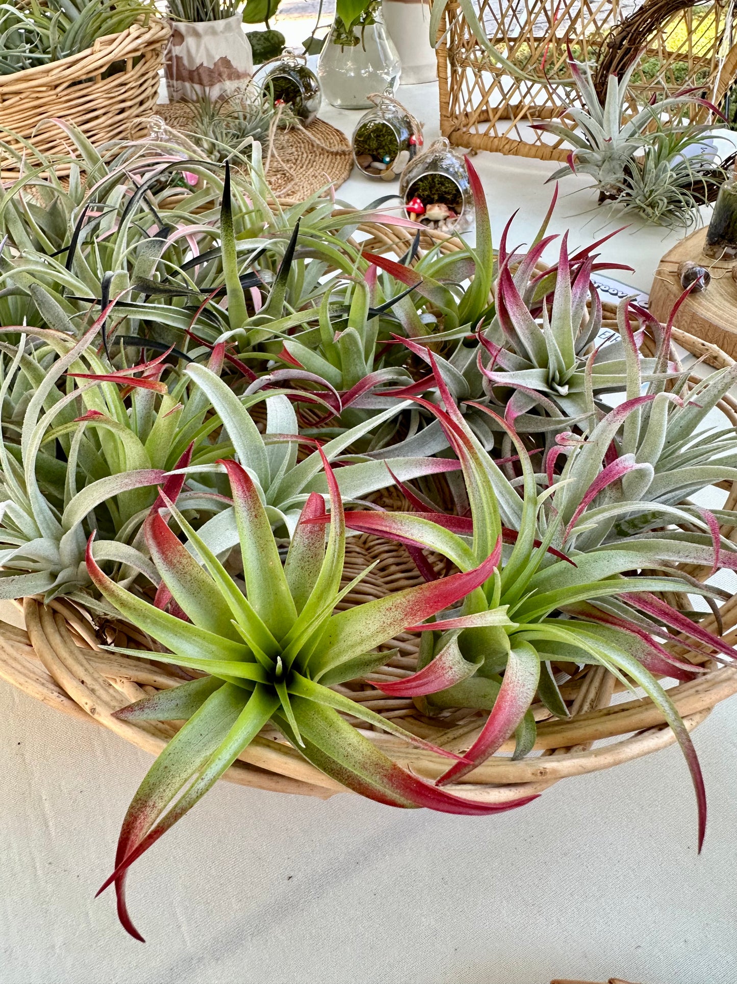 Tillandsia • Capitata • Enhanced