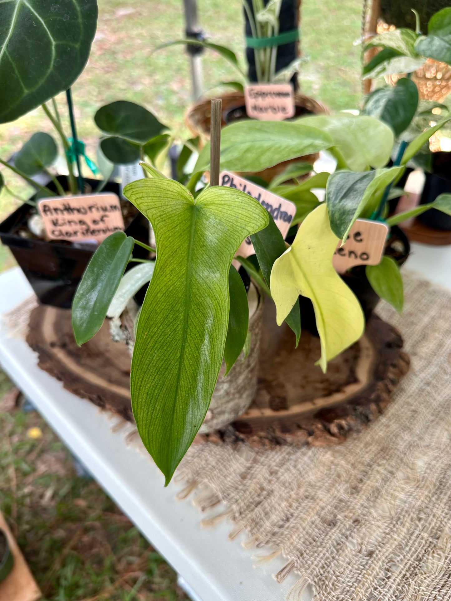 Philodendron Florida Ghost