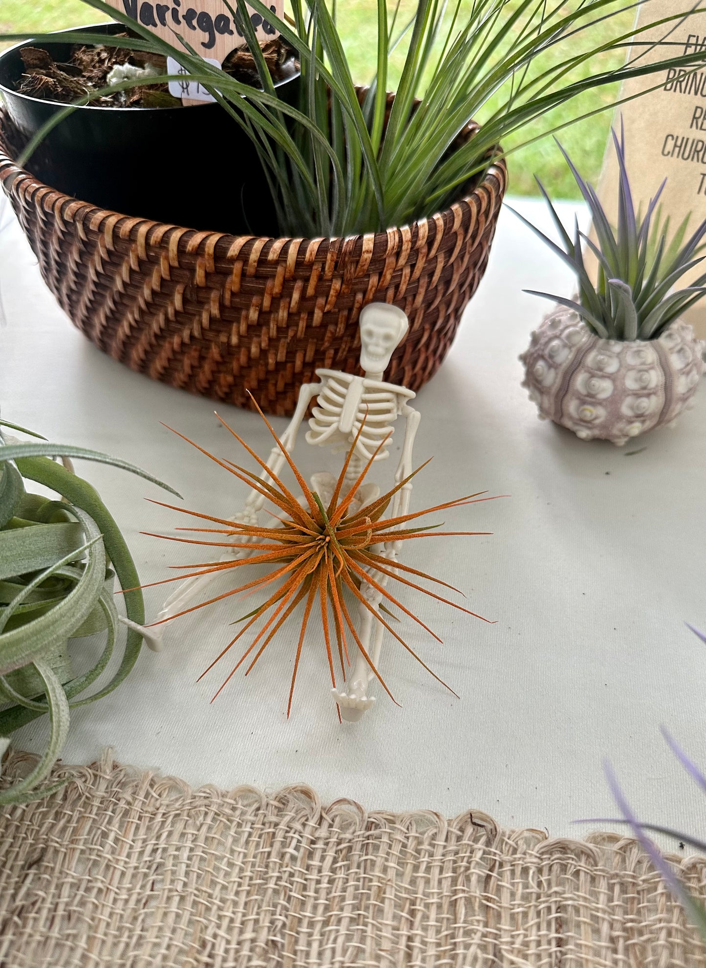 Skeleton Air Plant Holder