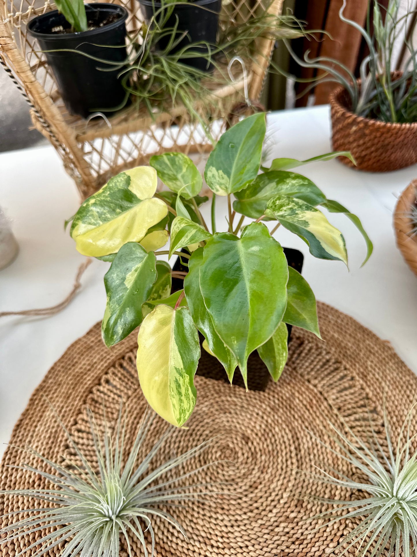 Philodendron Burle Marx Variegated