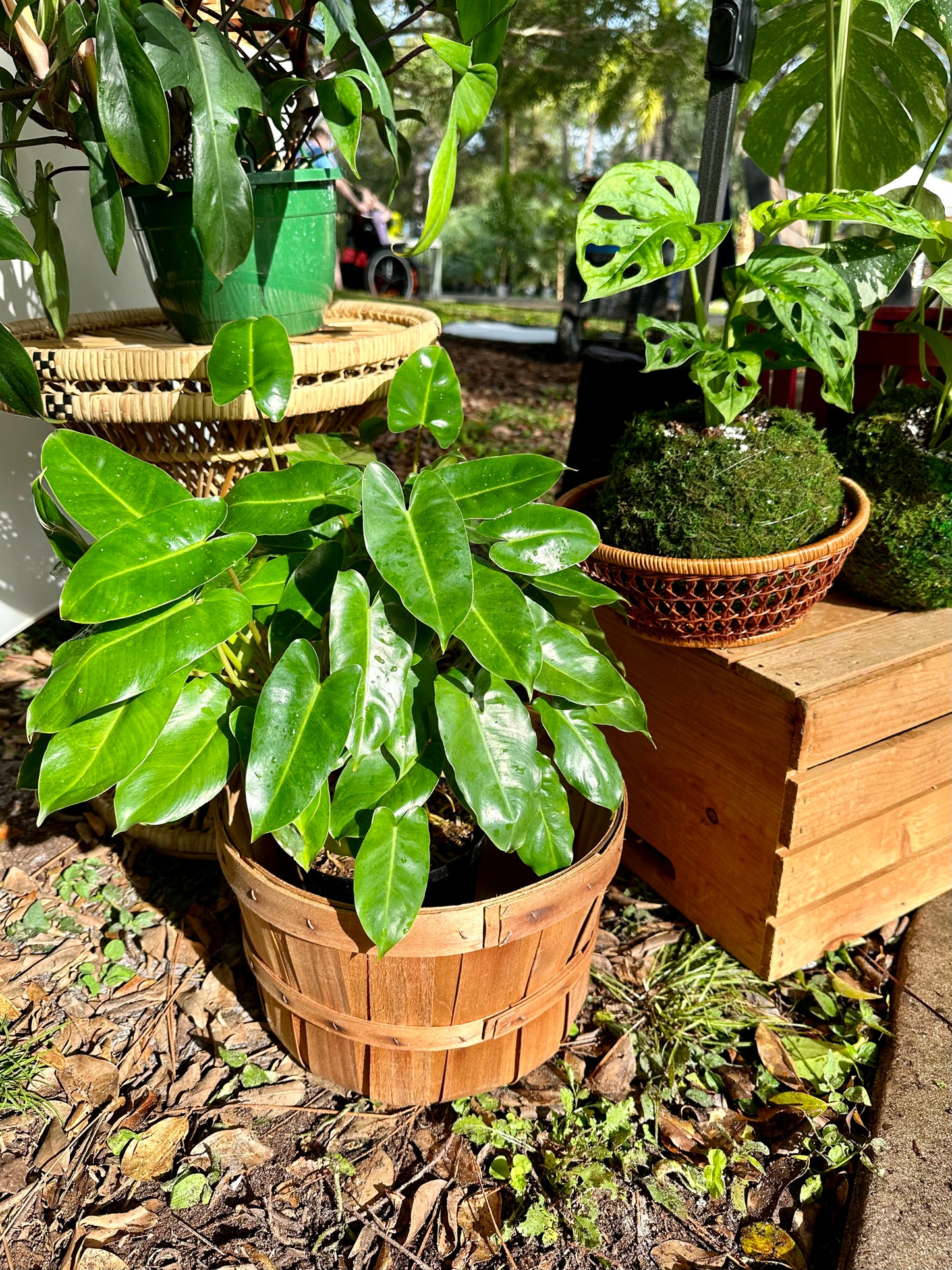 Philodendron Burle Marx