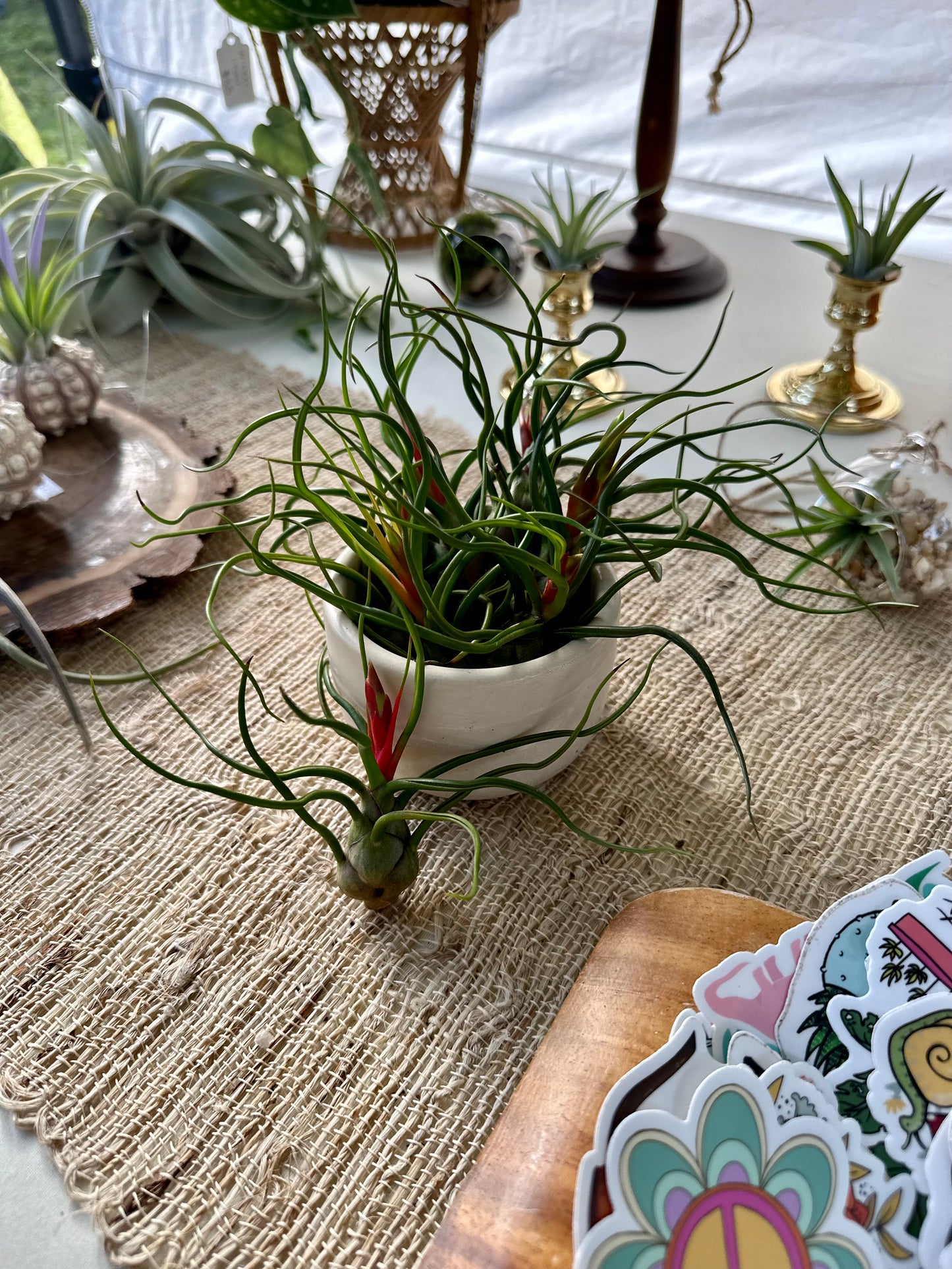 Tillandsia • Bulbosa