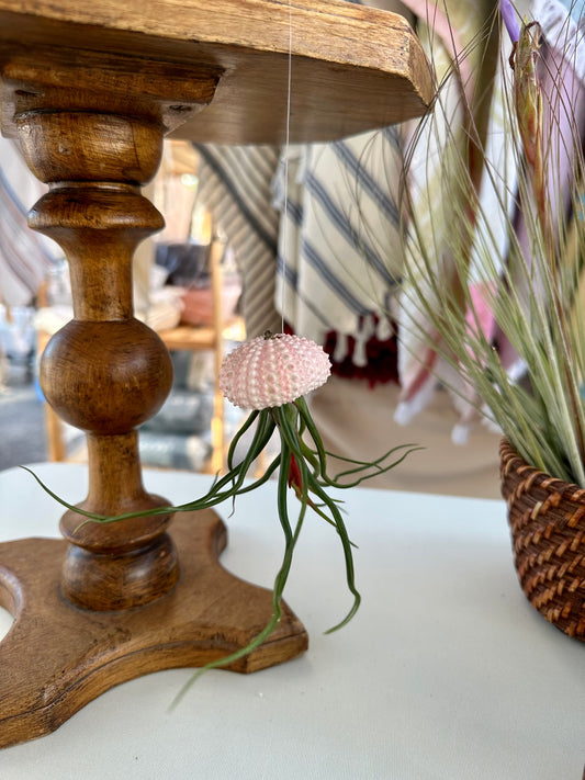Hanging Pink Urchin
