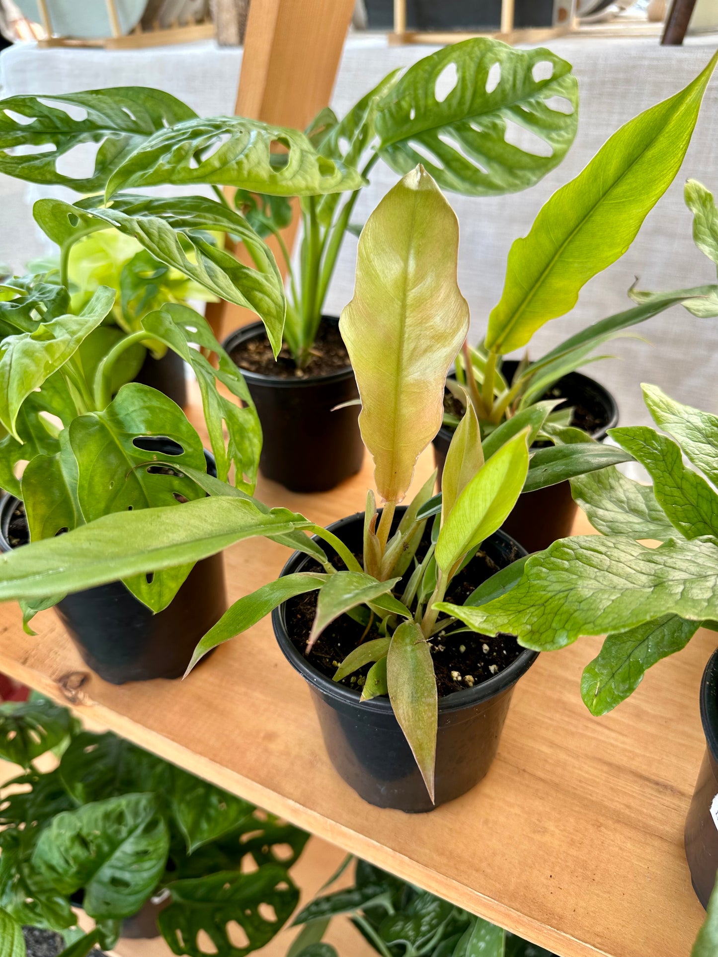 Philodendron Jungle Boogie