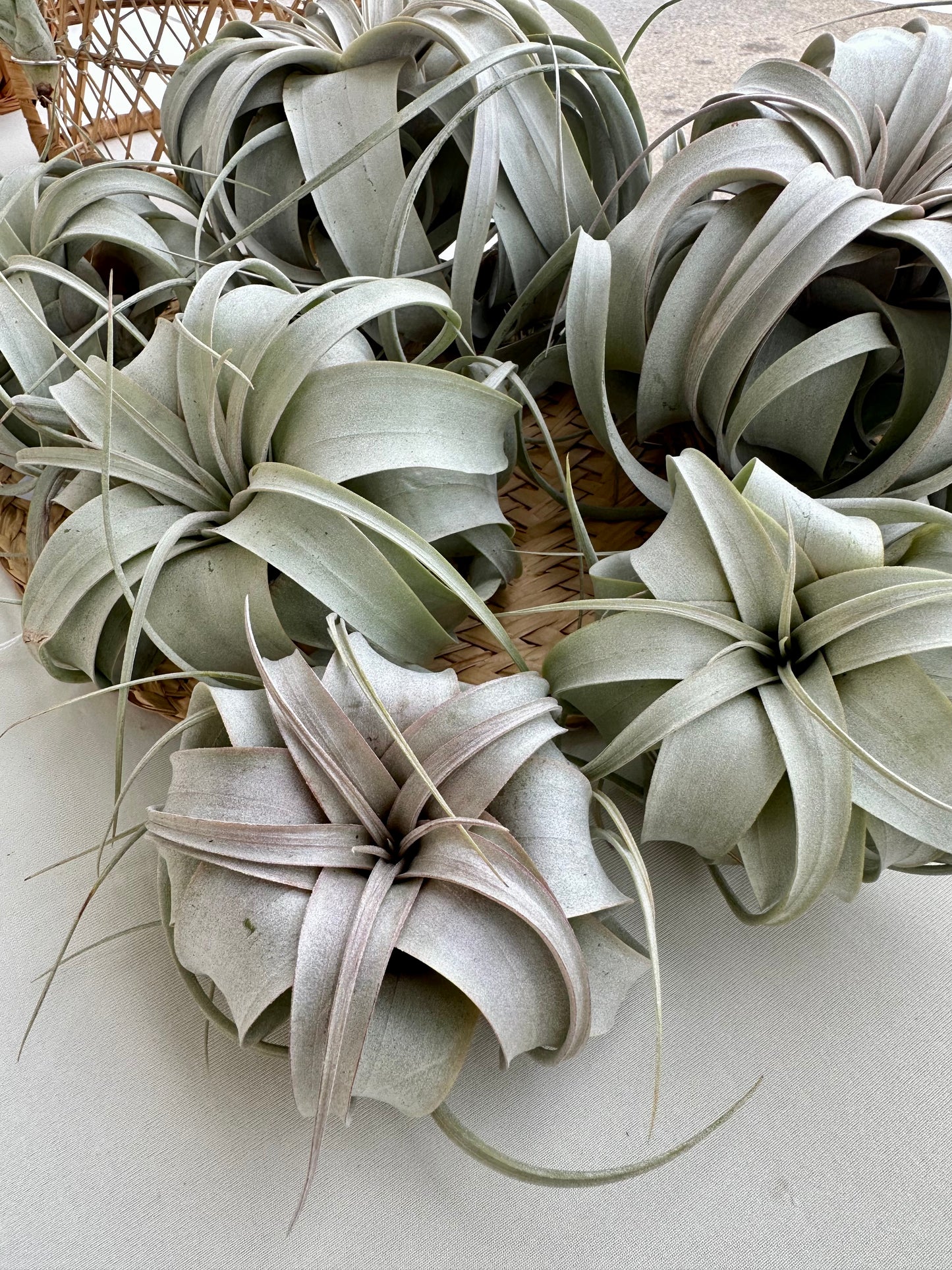 Tillandsia • Xerographica