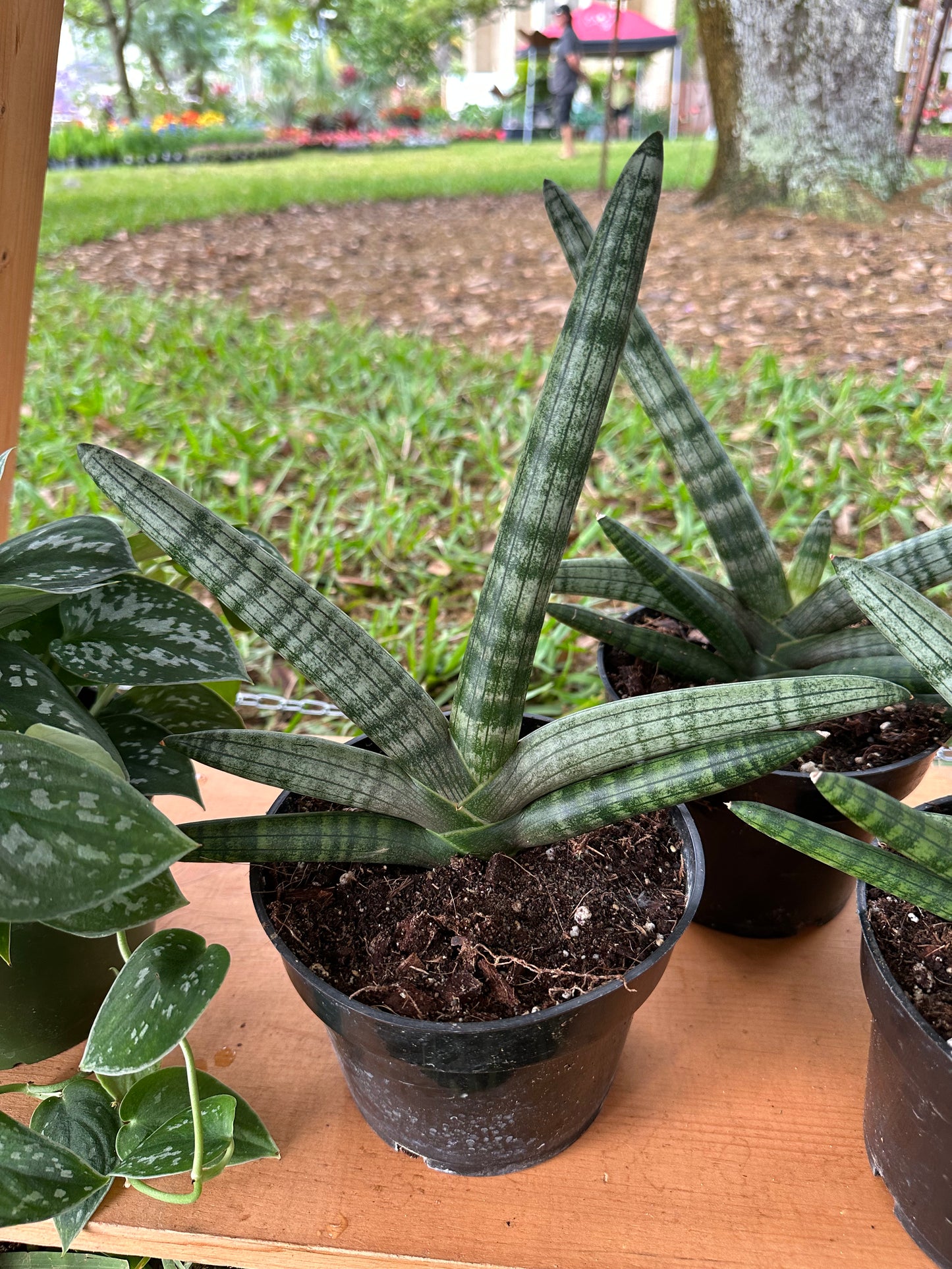 Sansevieria 'Star'