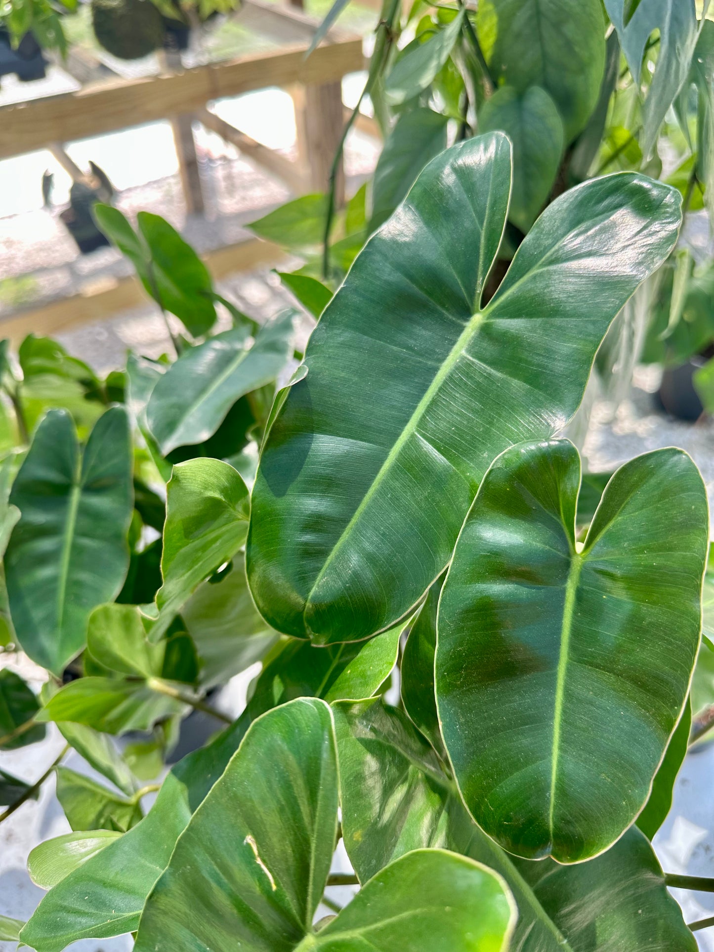 Philodendron Burle Marx