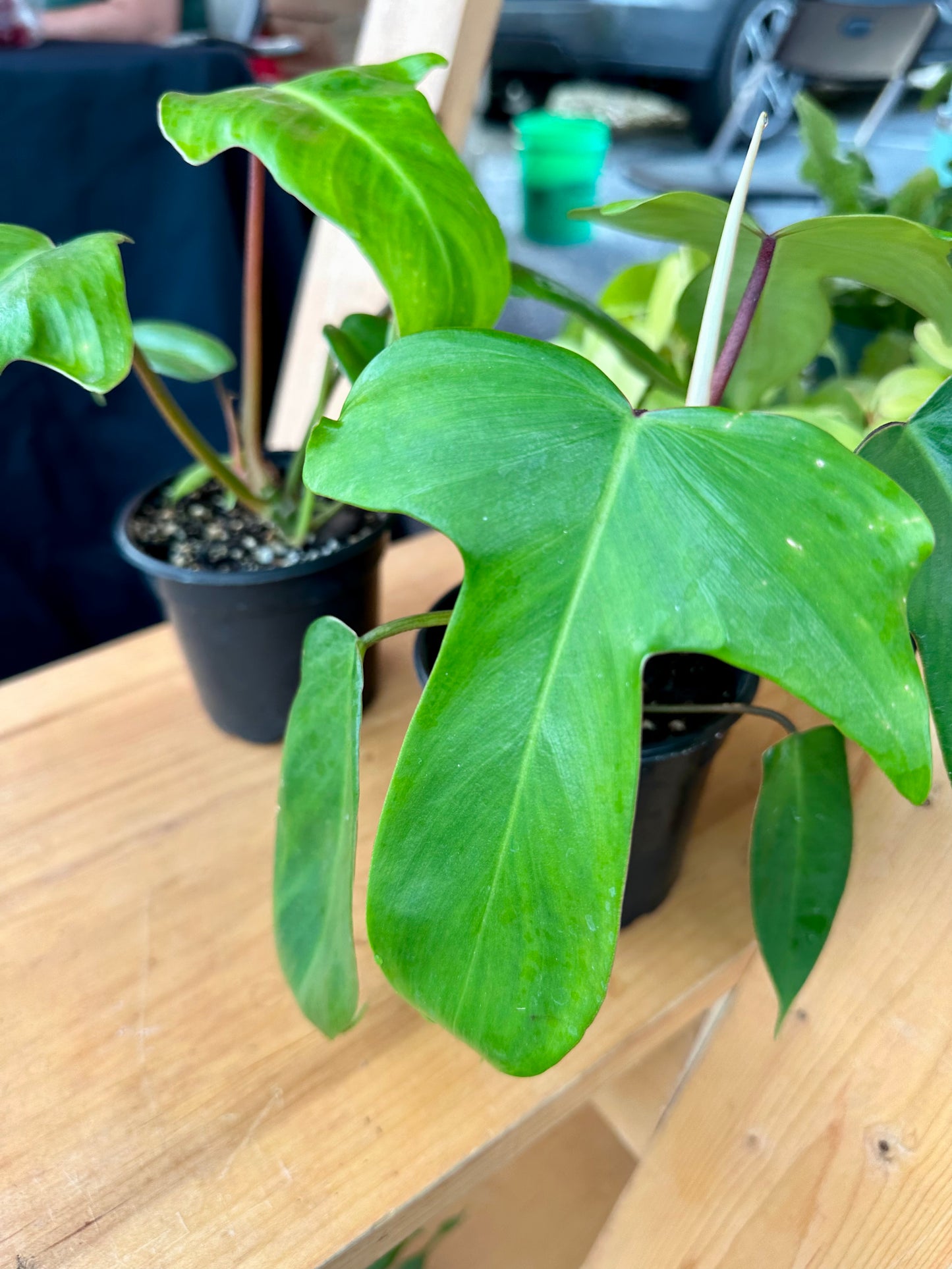 Philodendron Florida Green