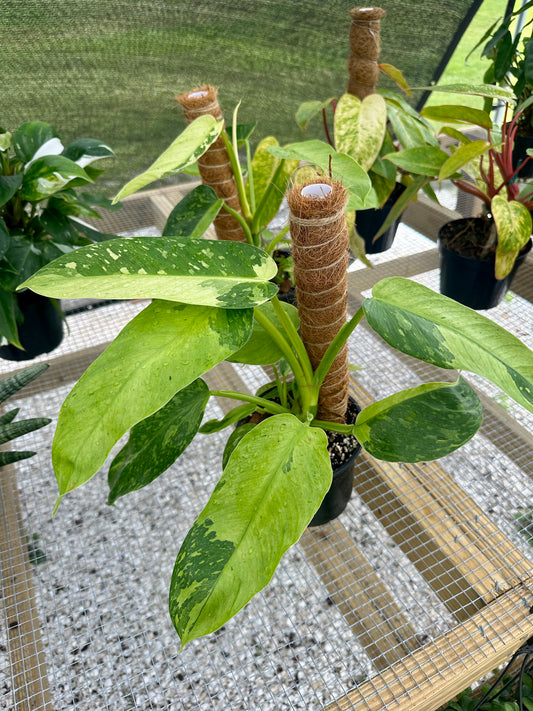 Coco Coir Poles