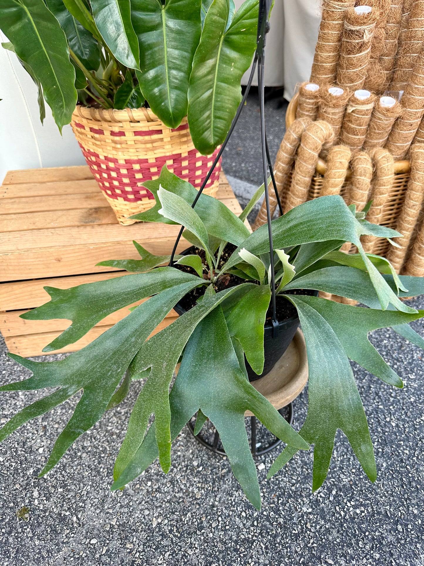 Staghorn Fern Netherlands