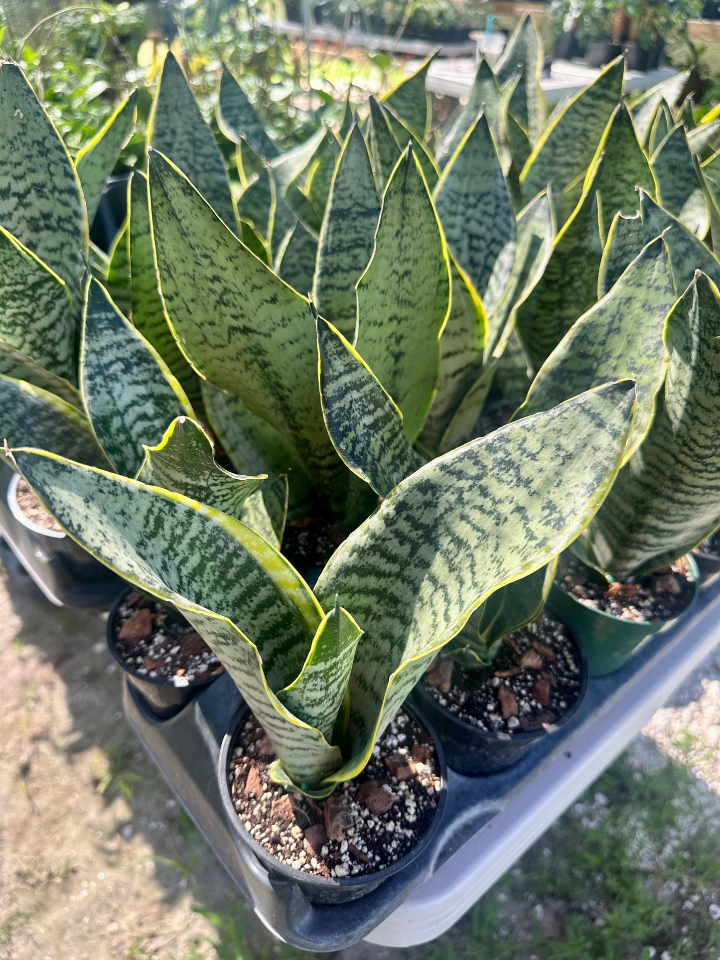 Sansevieria Golden Edge