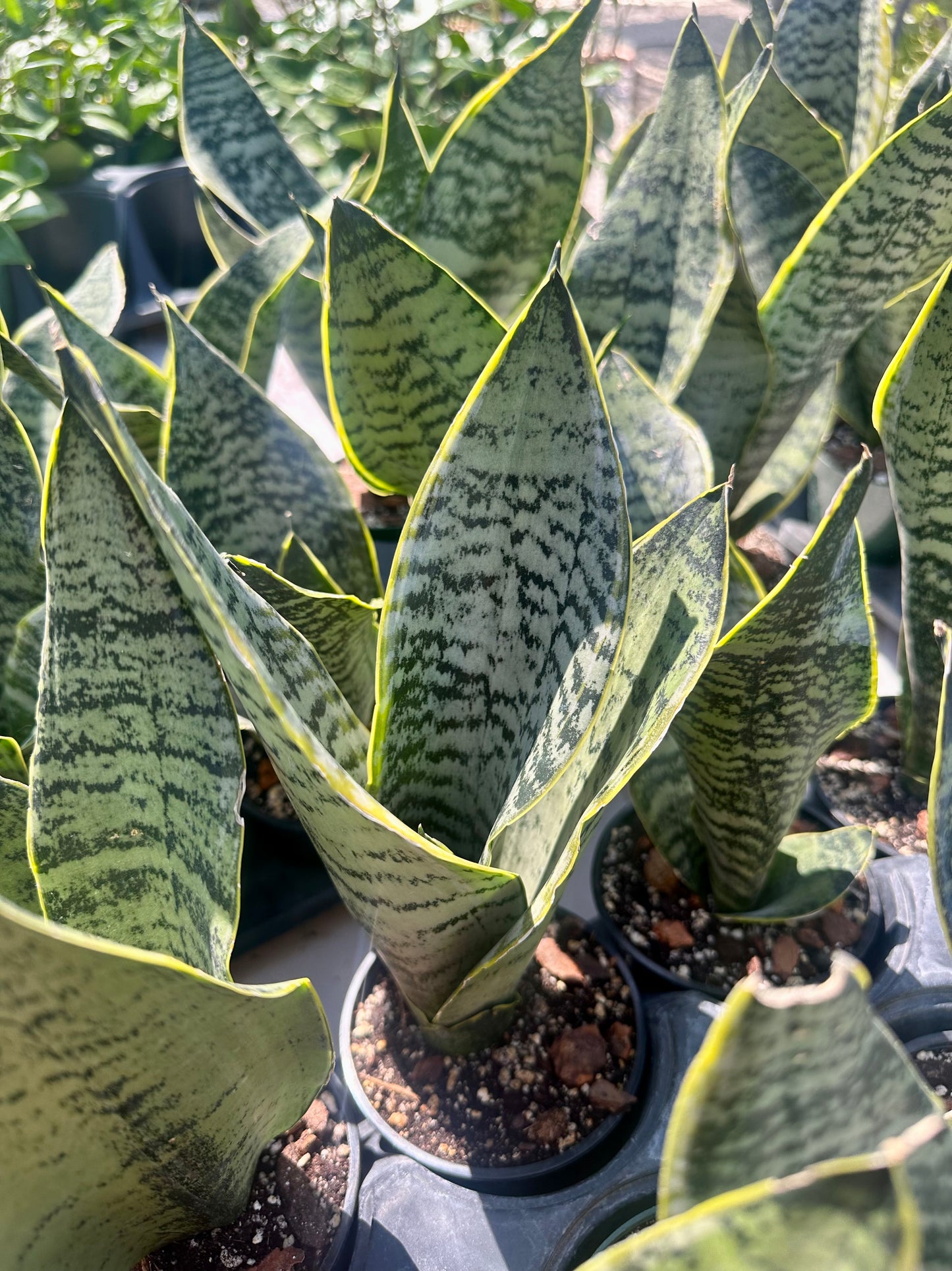 Sansevieria Golden Edge