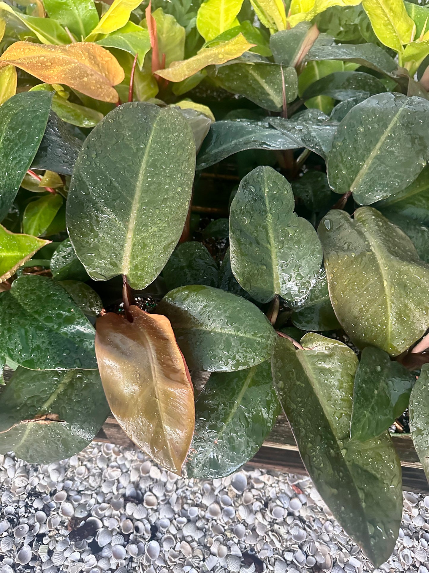 Philodendron Black Cardinal