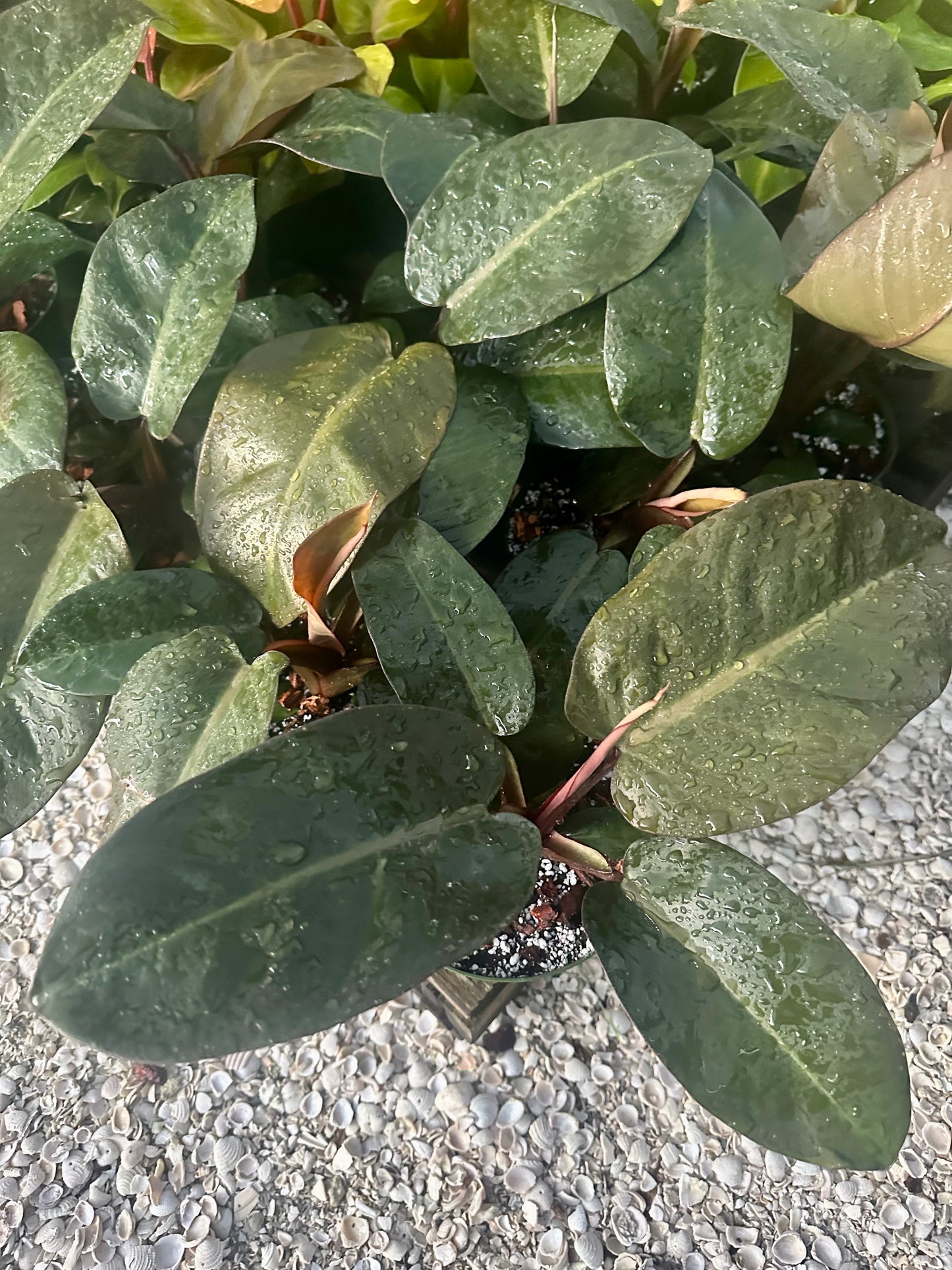 Philodendron Black Cardinal