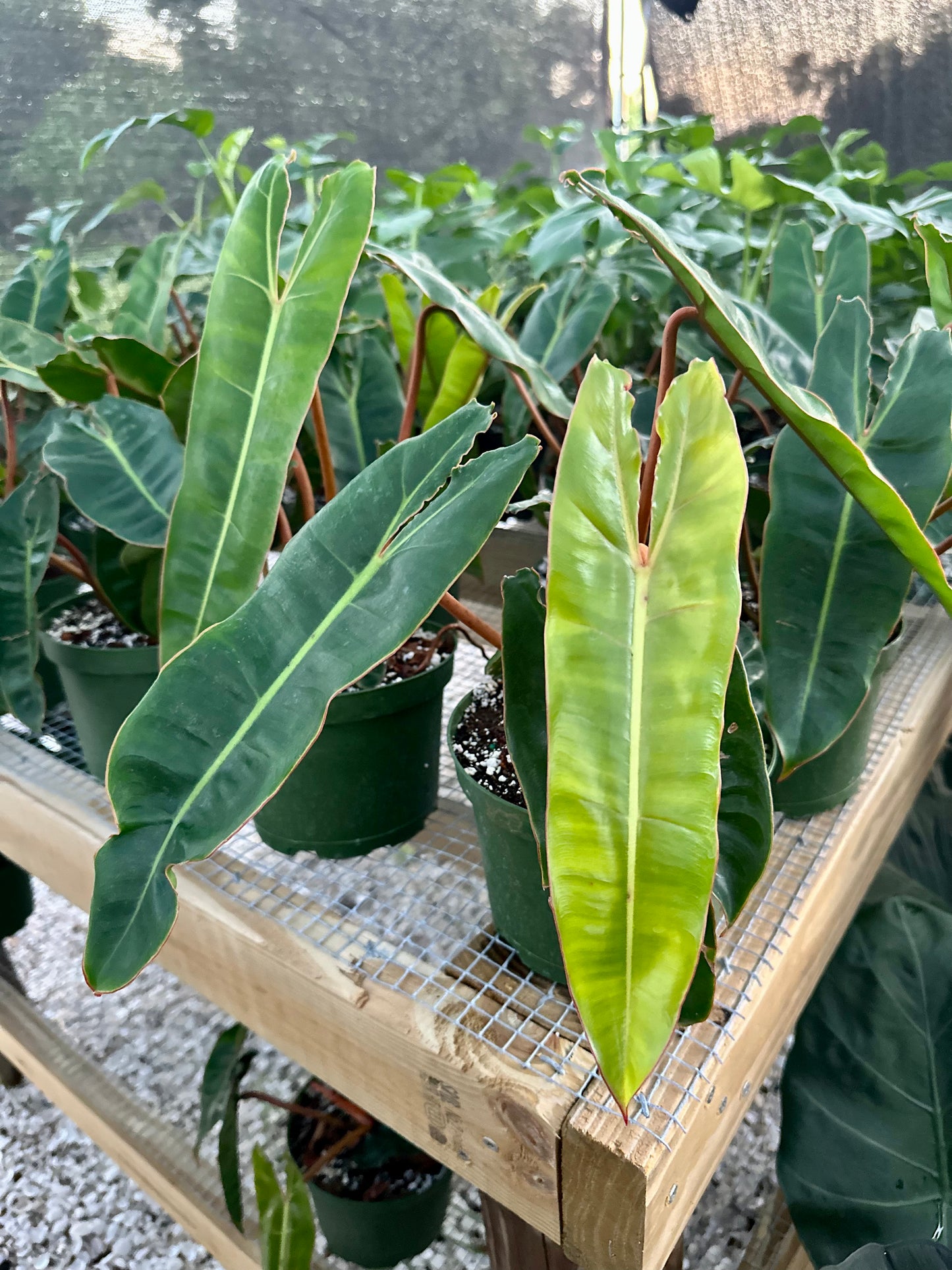 Philodendron Billietiae