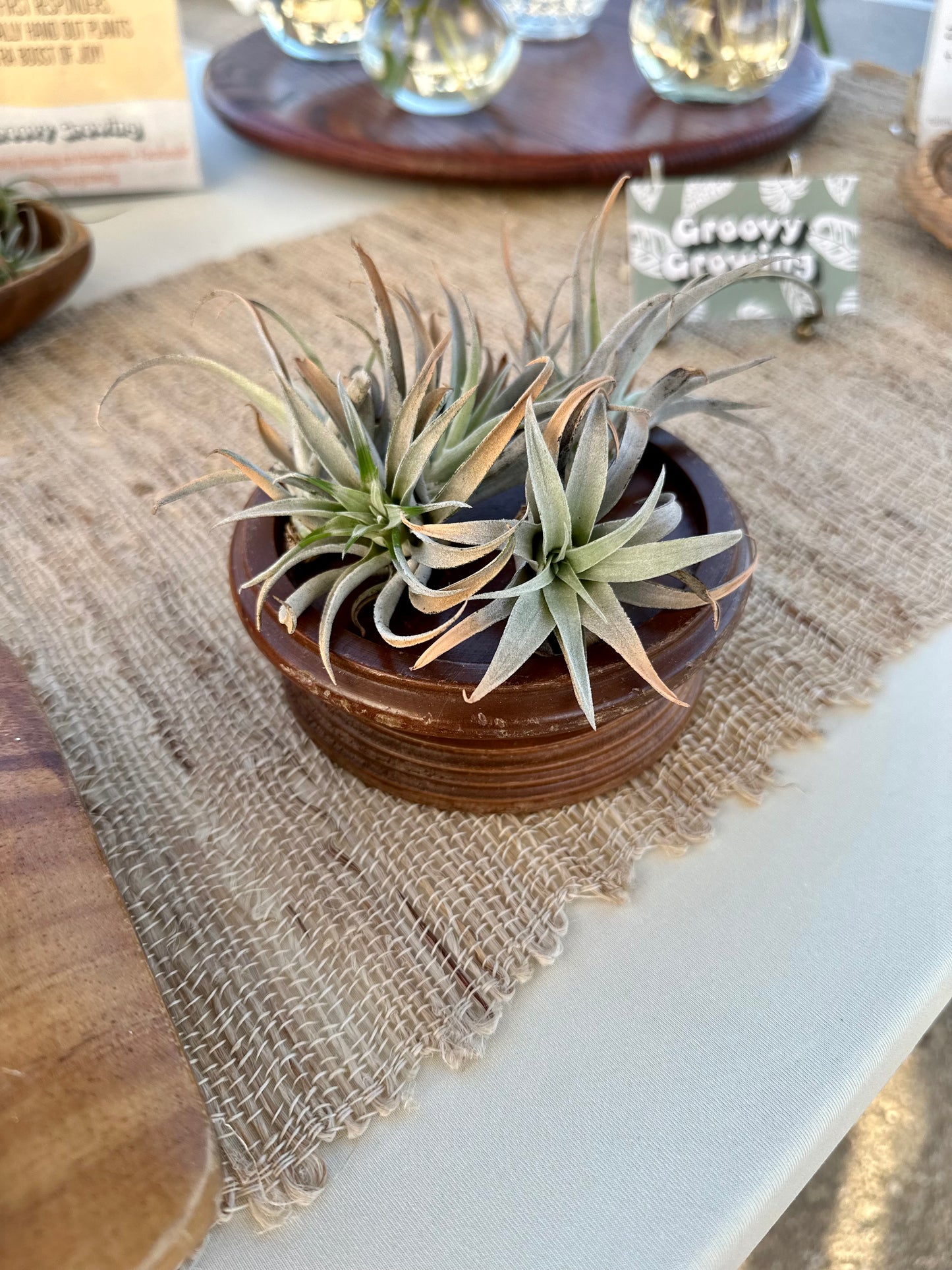 Tillandsia • Harrisii • Enhanced