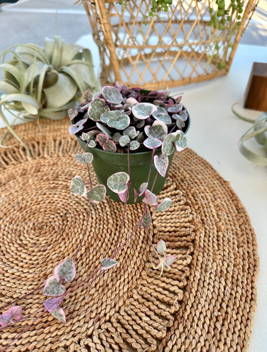 String of Hearts Variegated