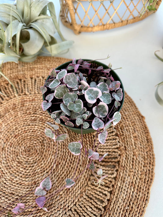 String of Hearts Variegated