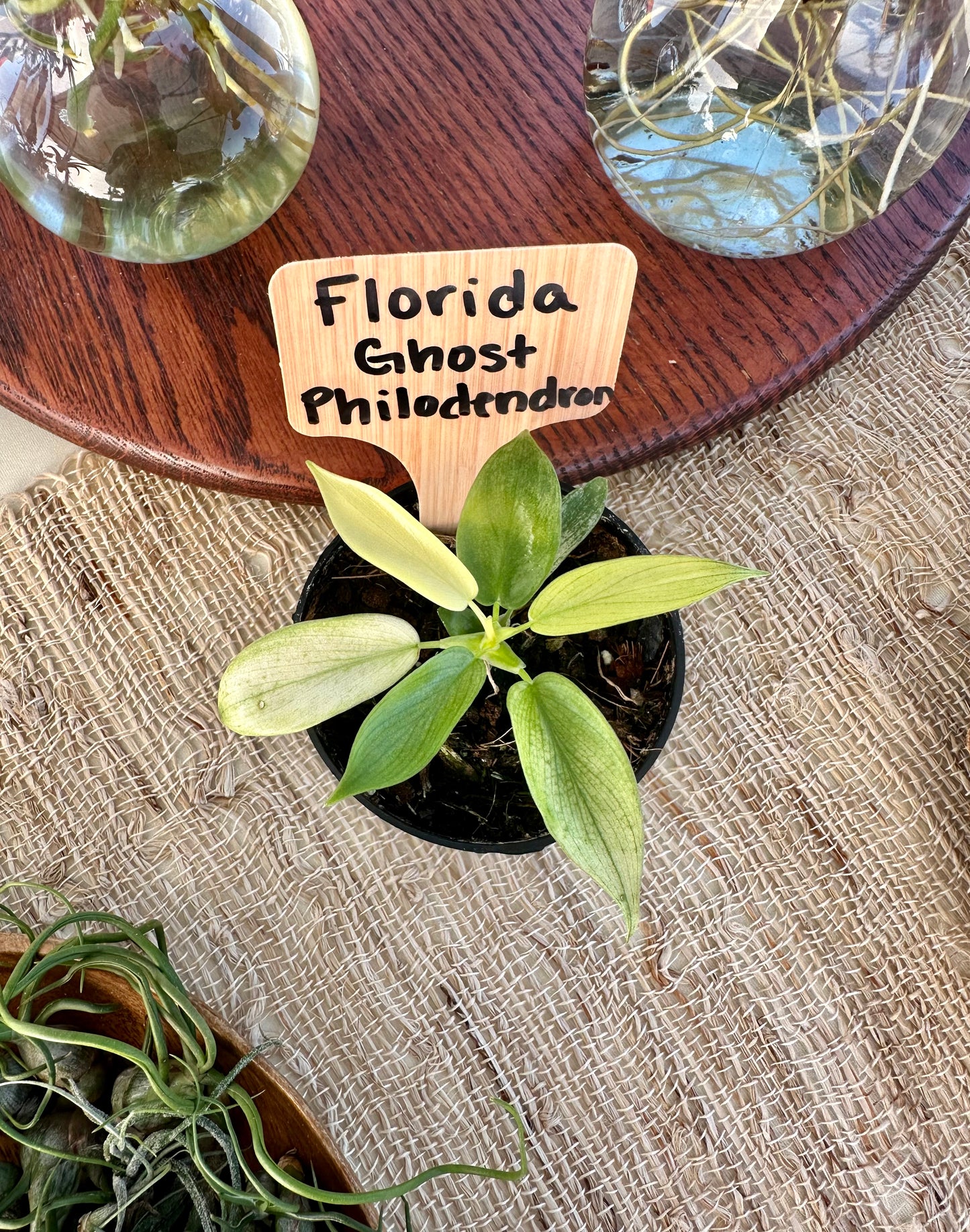 Philodendron Florida Ghost