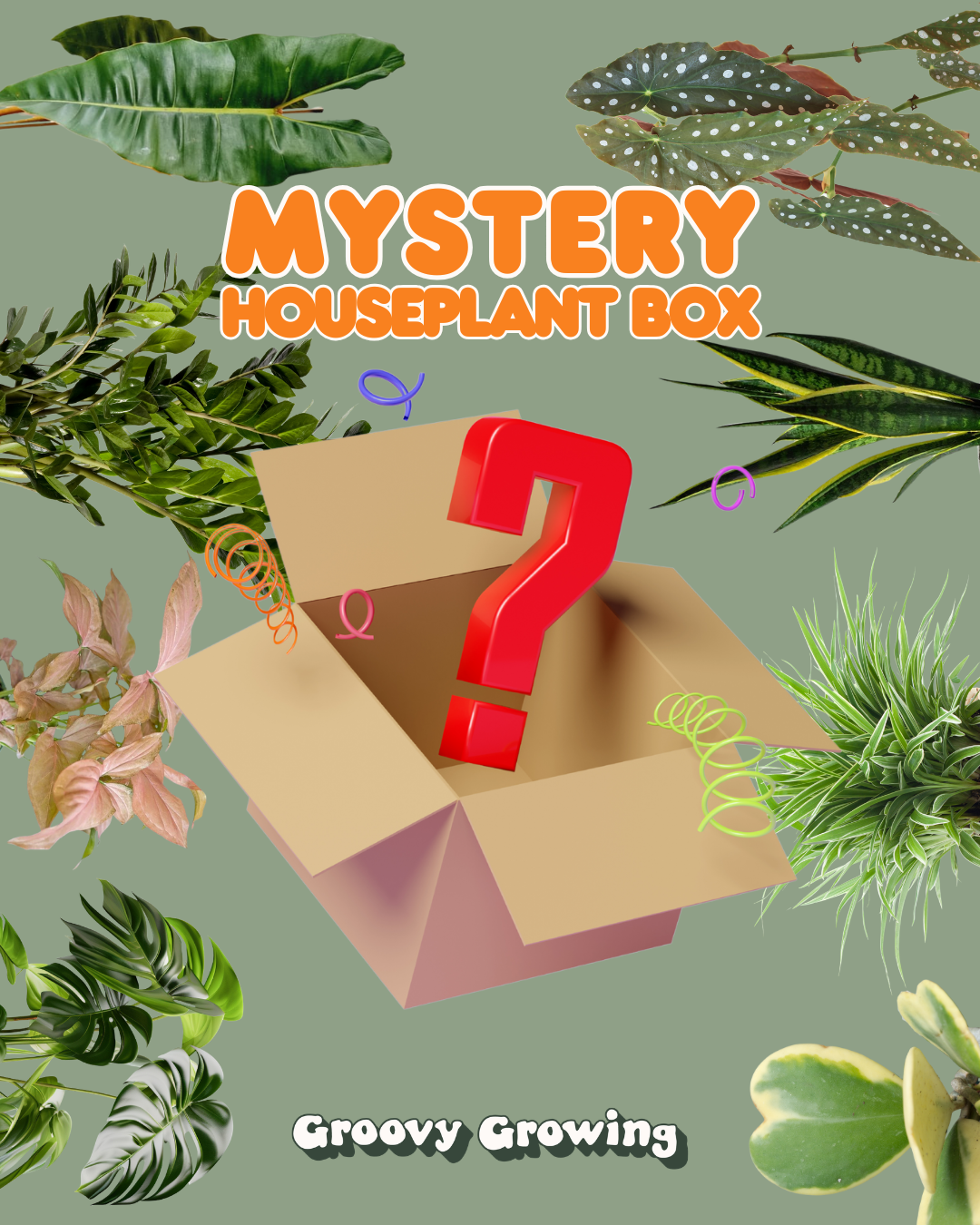Mystery Houseplant Box