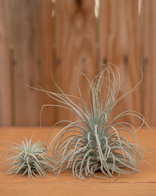 Tillandsia • Tectorum 'Snow Ball'