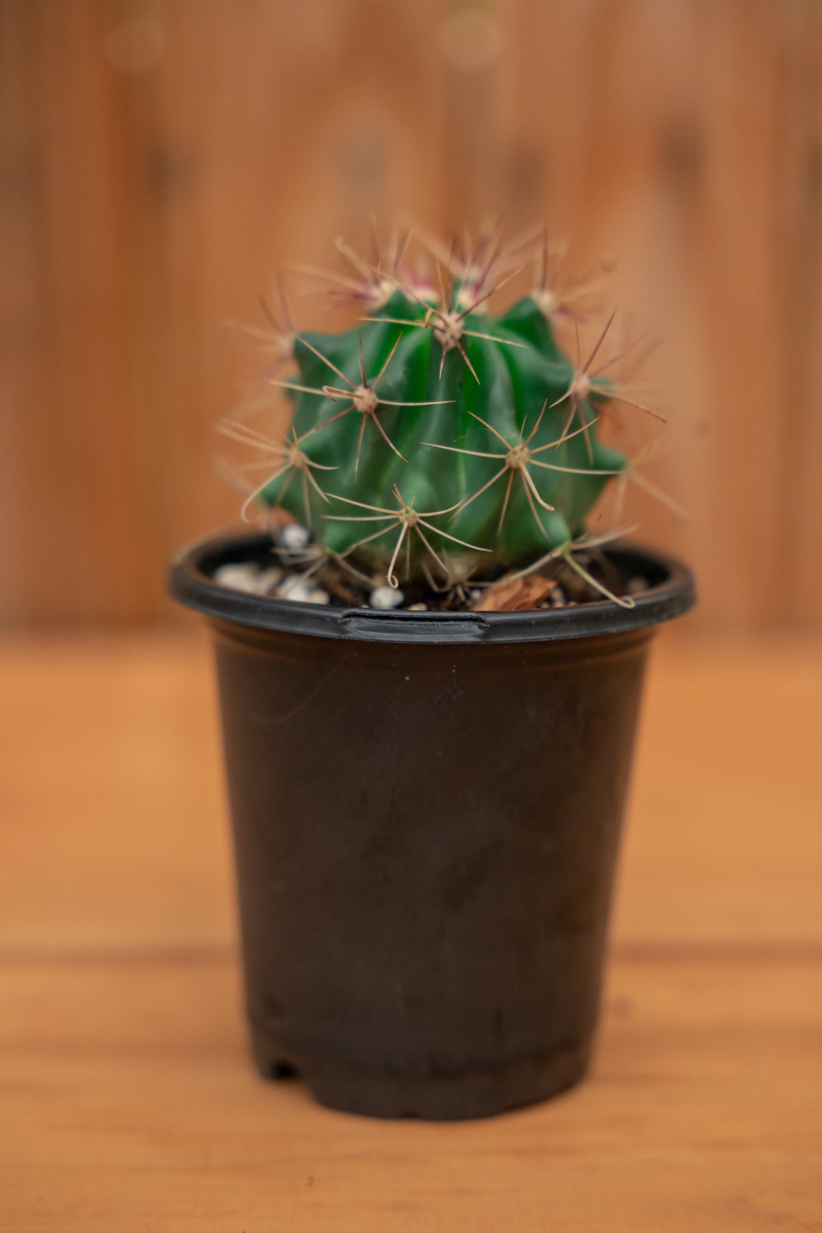 Mystery Cactus