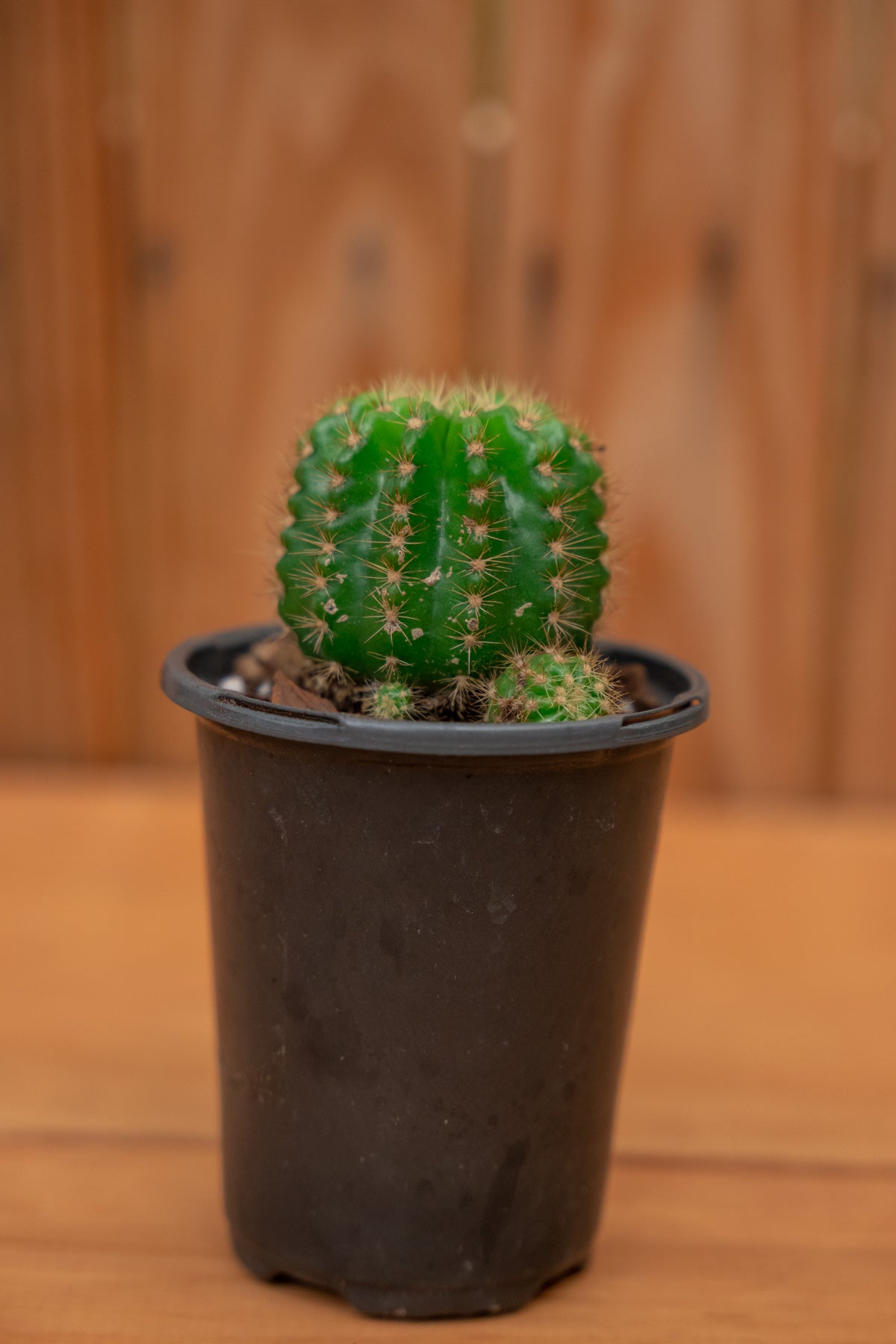 Mystery Cactus