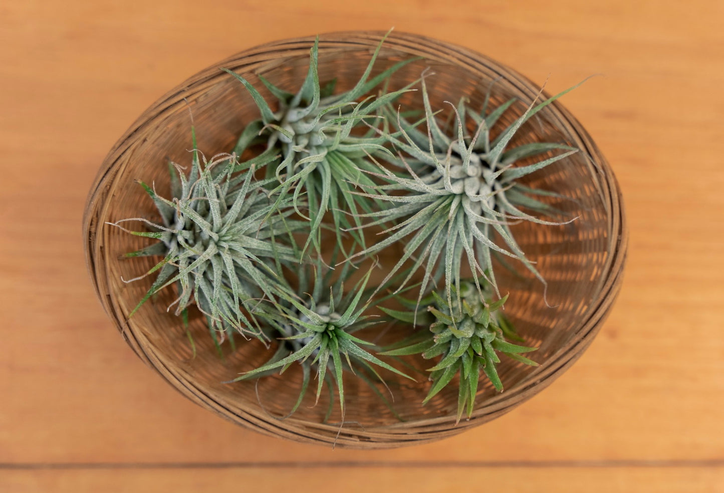 Tillandsia • Ionantha