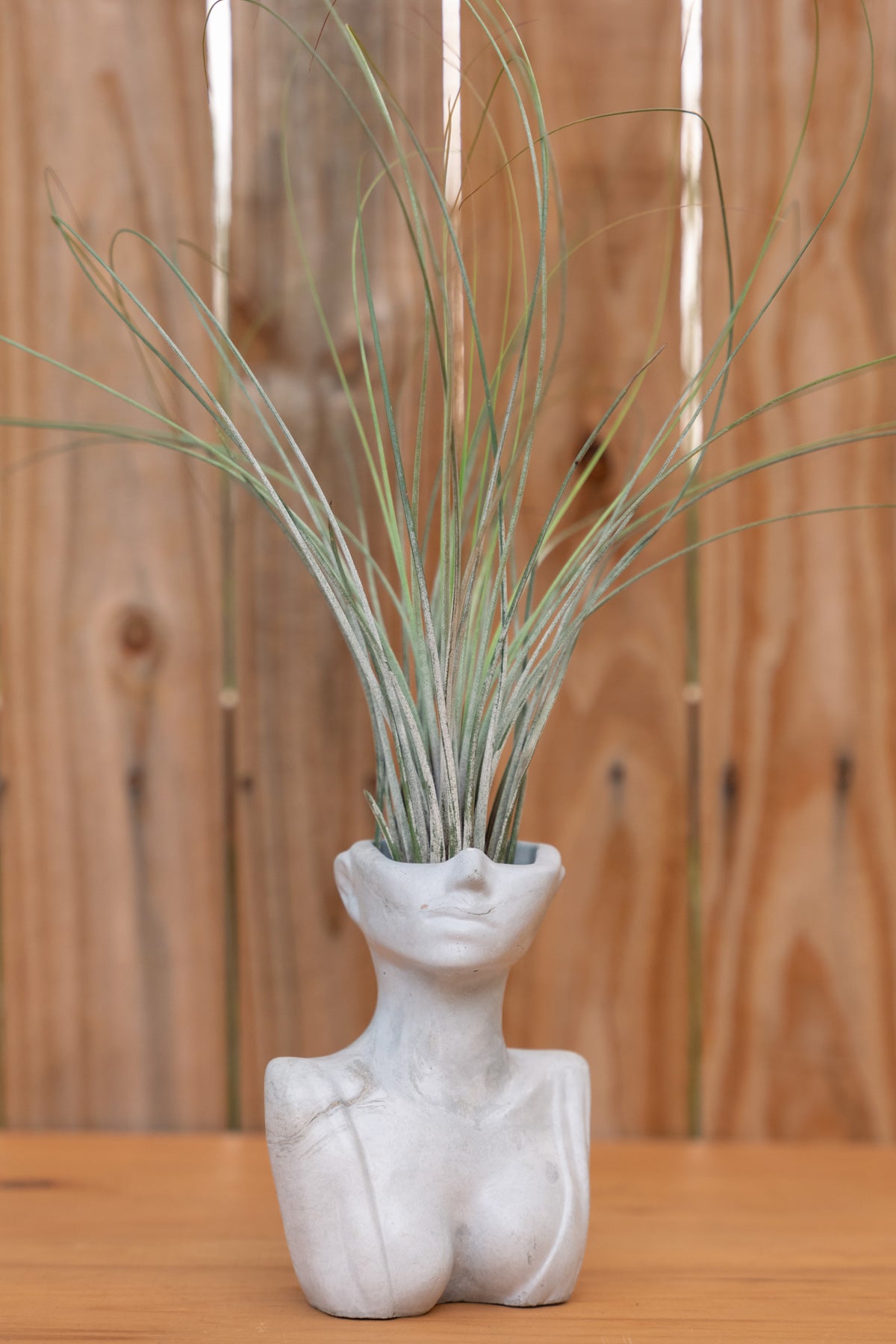 Tillandsia • Juncea