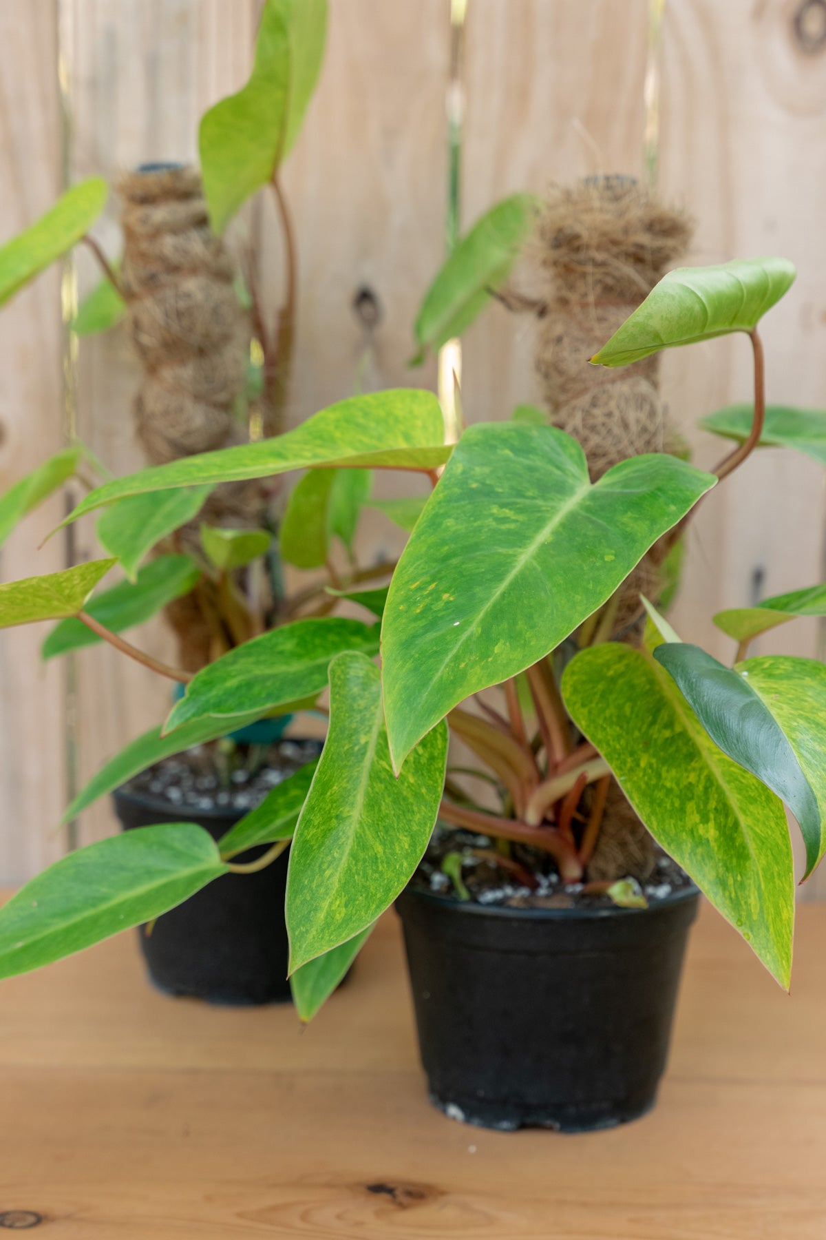 Philodendron Painted Lady