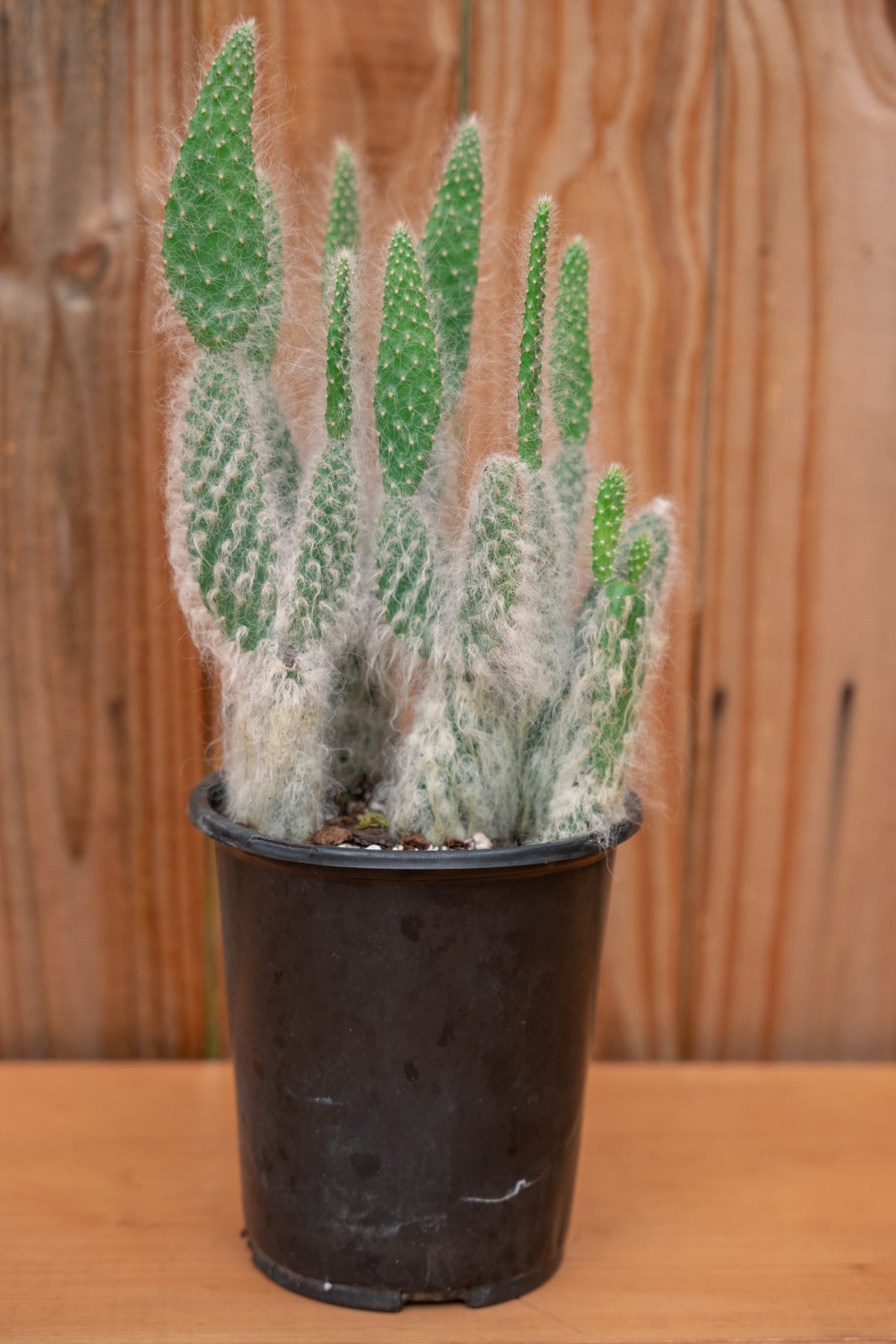 Snow White Prickly Pear Cactus