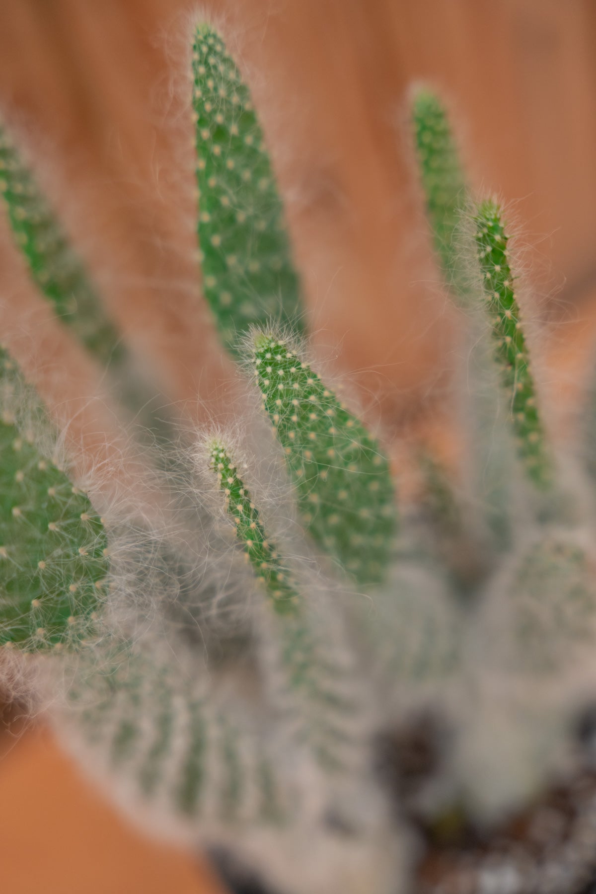 Snow White Prickly Pear Cactus