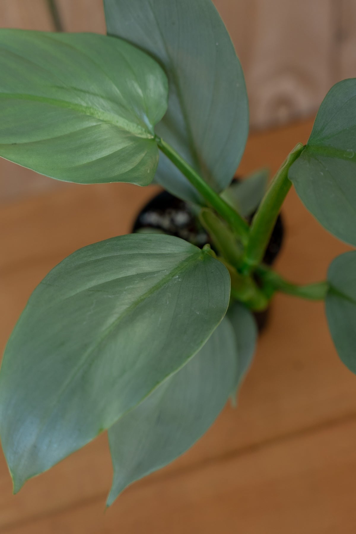 Philodendron Silver Sword